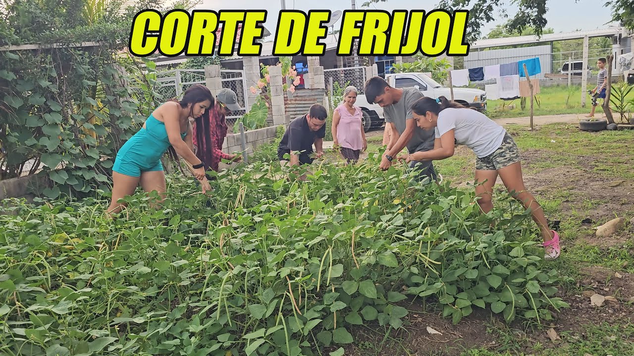 Cortando los frijoles que cosechamos.