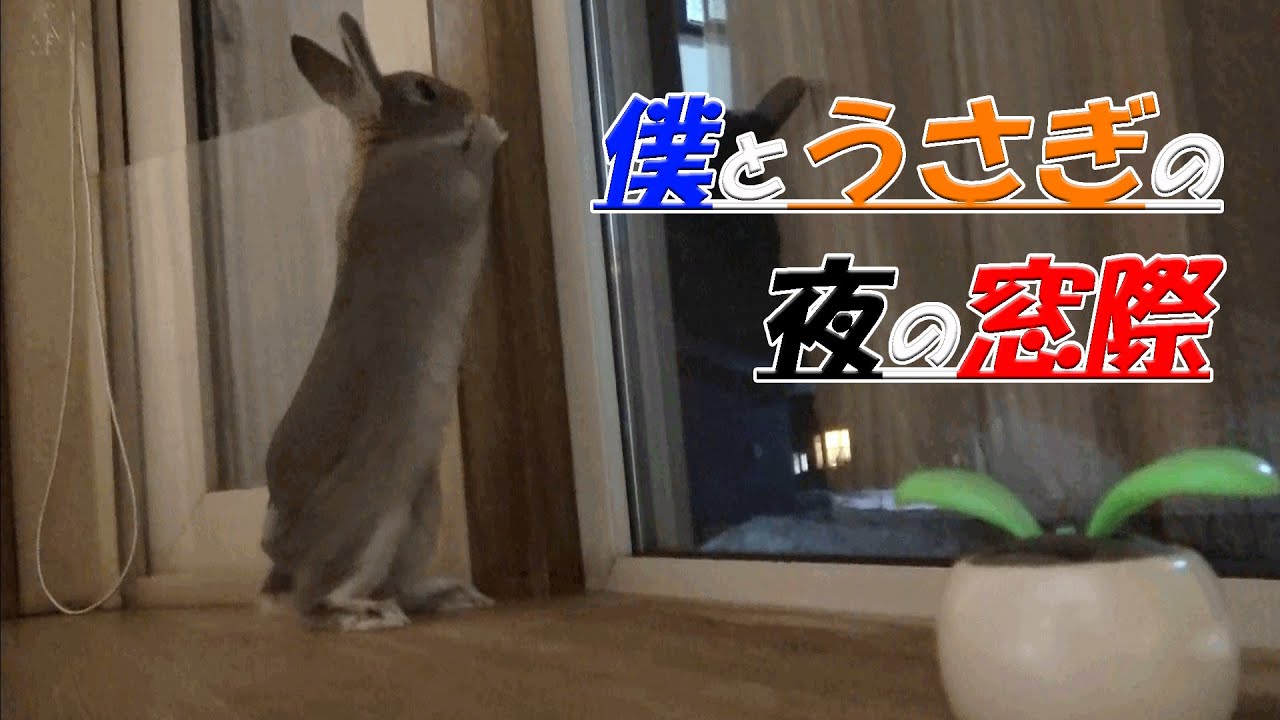 うさぎ 夜の窓際から外を眺める姿は ちょっぴり切なくも可愛かった Youtube