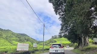 Ladang Teh BOH, Sungei Palas