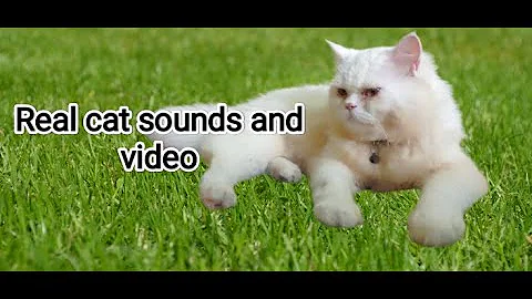 Watch the video about Real cat sound and video