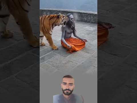 جلس النمر إلى جواره بعد أن شم رائحته وكأنه يعترف به سيد ا للهيبة لا ي خاف منه 