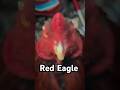 Red Eagle #shortvideo #aseel #viralvideo #aseellovers #youtubeshorts
