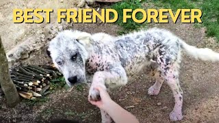 Stray Dog's Unbreakable Bond: Won't Go With Rescuers Without Best Friend by PAWS NATION 1,782 views 5 months ago 2 minutes, 23 seconds