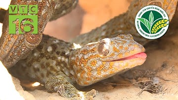 Mách nước "ép" tắc kè đẻ nhiều trứng | VTC16
