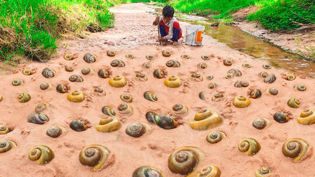 amazing fishing snails ! a fisherman skill catch & dig a lots snails by best hand at forest