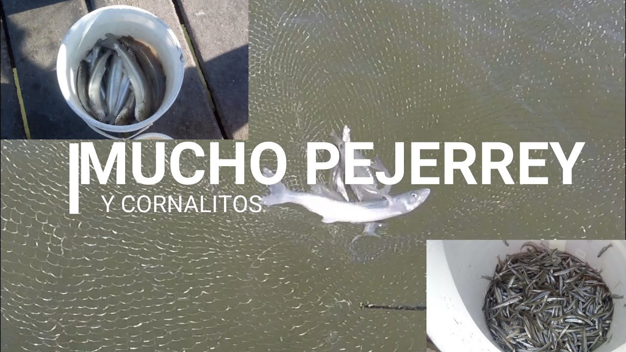 Colando pejerryes y cornalitos