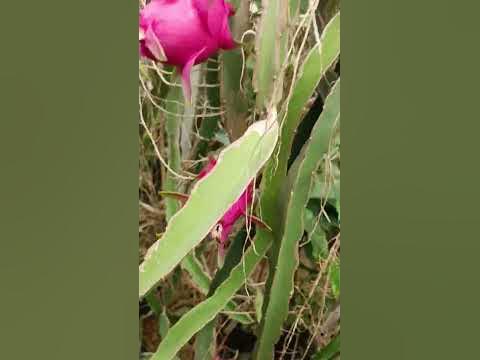 драгон фрут - YouTube