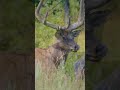 Deer Forest - Beautiful Animals in Wild Nature - Part 1 #shorts