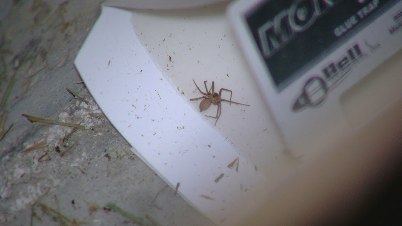 brown recluse nest