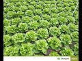 Seminte Salata Syngenta:Meteore,Centore,Shangore,Oleole,Orelian,Radian,Ice Circle