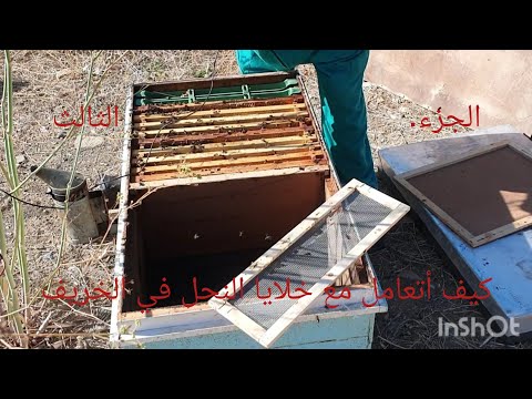 10 أكتوبر 2025 الجزء الثالث كيف أتعامل مع خلايا النحل في فصل الخريف