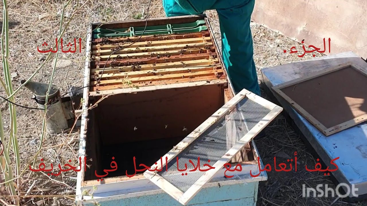 10 أكتوبر 2025.( الجزء الثالث )كيف أتعامل مع خلايا النحل في فصل الخريف 