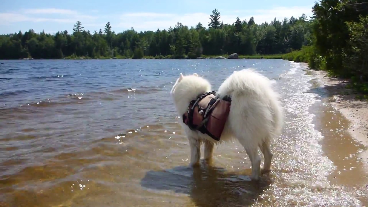 Nicatous Lake Paddling (July 2014) YouTube