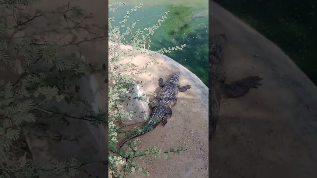 Crocodile in Hub daim Karachi Pakistan