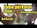 Cara membuat jamu perkutut supaya cepat manggung cepat birahi