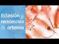 ARTEMIA · Cómo ECLOSIONAR alimento vivo para ALEVINES