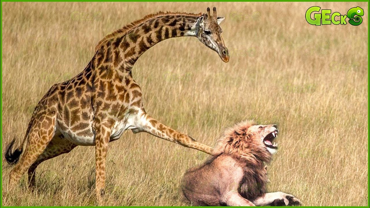 30 Terrifying Moments! Angry Giraffe Kicks Fierce Lion In The Face | Fighting Animals