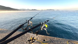 真冬の堤防を横切る80㎝の群れに活きたアジを落とすと一撃だった