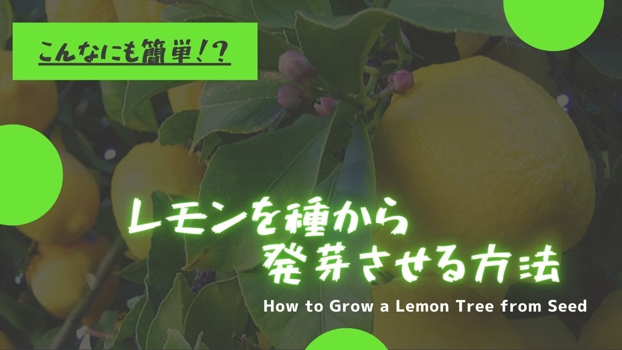 レモンを種から発芽させる方法 How To Grow A Lemon Tree From Seed Youtube