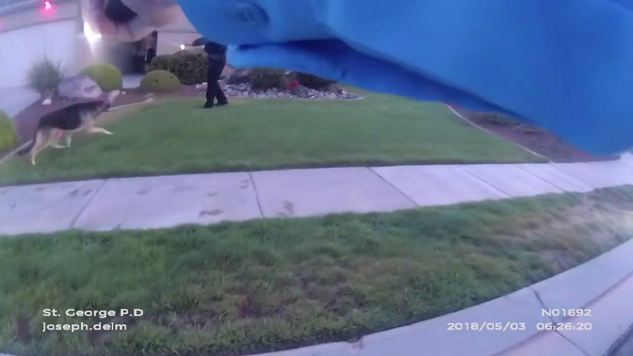 provo utah Dog tasered after attacking police officer (WARNING: Graphic Video)