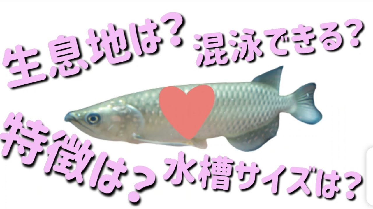 ノーザンバラムンディってどんなお魚？~生息地、特徴、飼育する上での