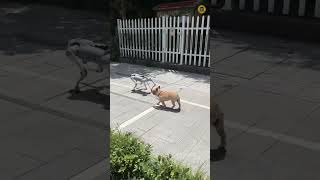 Robot Dog Rental In Jaipur | Udaipur | Surat | Ahemdabad