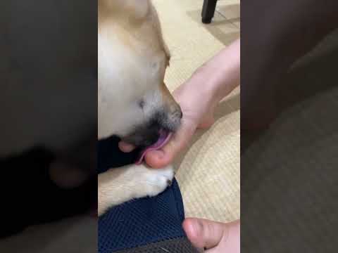 部活帰りの子供の足をひたすら舐める柴犬　#shorts