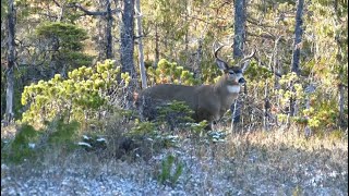 In focus: Sitka black-tailed deer