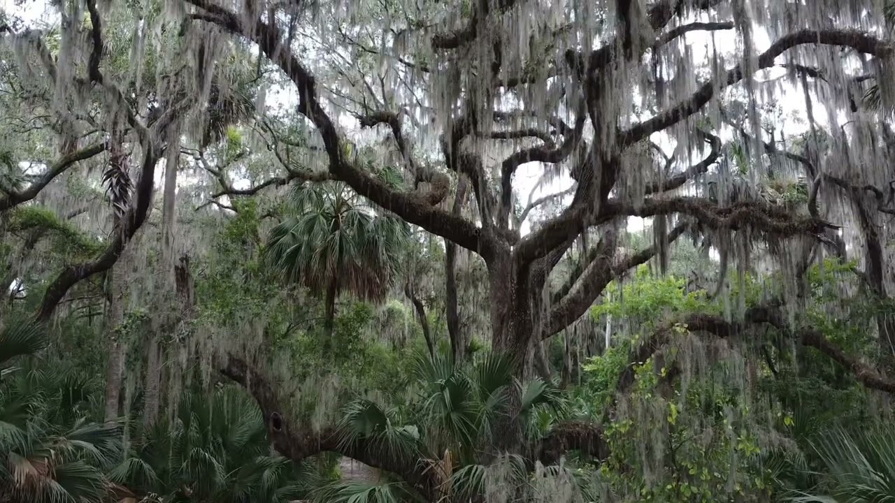 Old Live Oak - Beautiful Spanish Moss