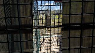 "Laughing" Kookaburra at Parrot Mountain sanctuary #parrot #sanctuary #pigeonforge