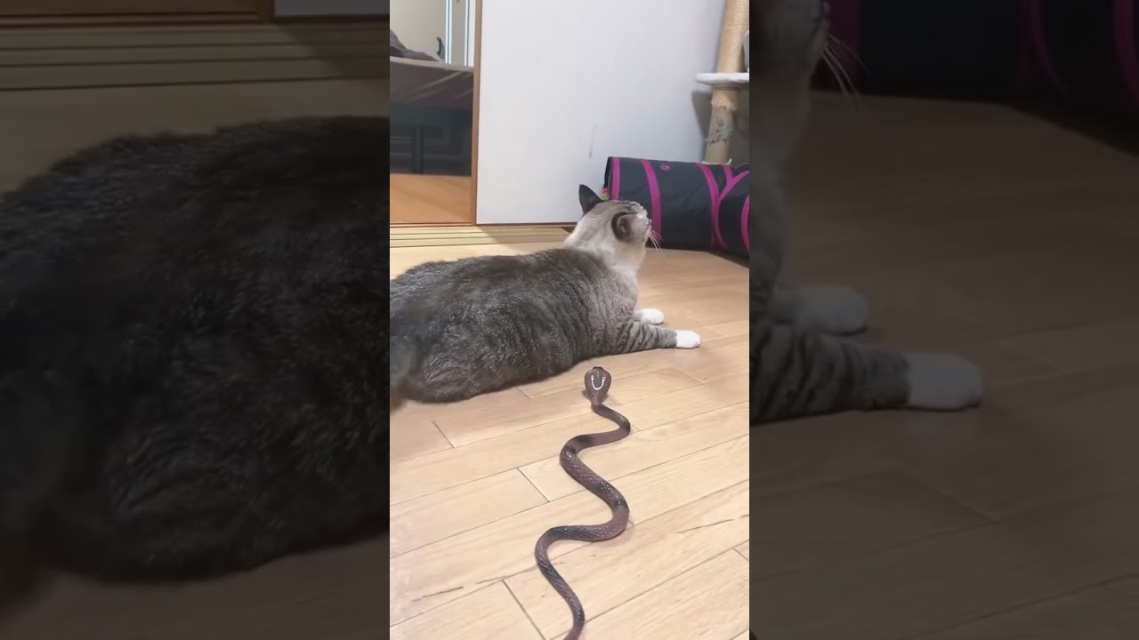 funny cat and toy snake