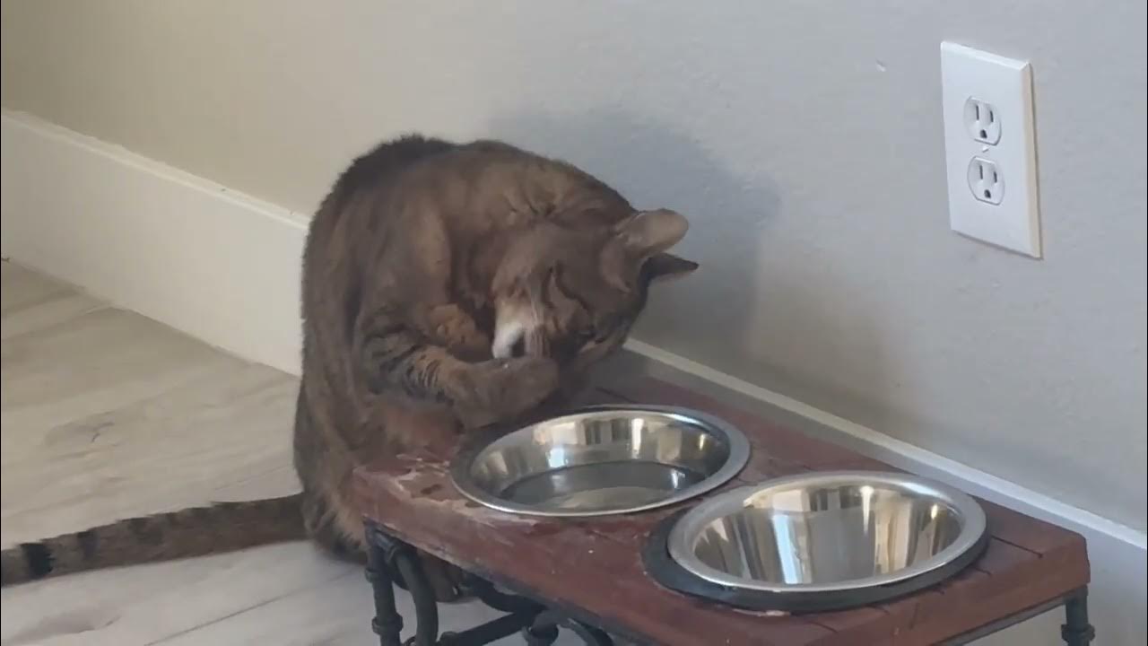 This is how my cat drinks ! Weird YouTube