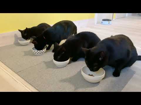 4匹の黒猫ボンベイファミリー　朝５時の整列？！朝ごはん☆いつもにぎやか☆