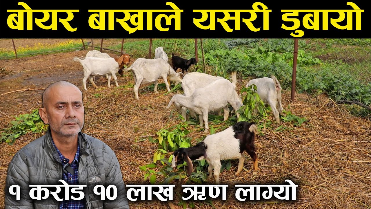 बोयर बाख्राले १ करोड १० लाख ऋण लगायो,४५ वर्षको उमेरमा फेरी विदेश फर्कदै बिजय