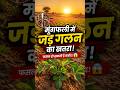 मूंगफली की फसल में जड़ गलन का खतरा जान लो उपाय