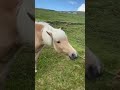 Horse Feeding Grass #horse  #faroeislands #visitfaroeislands #shortsvideo