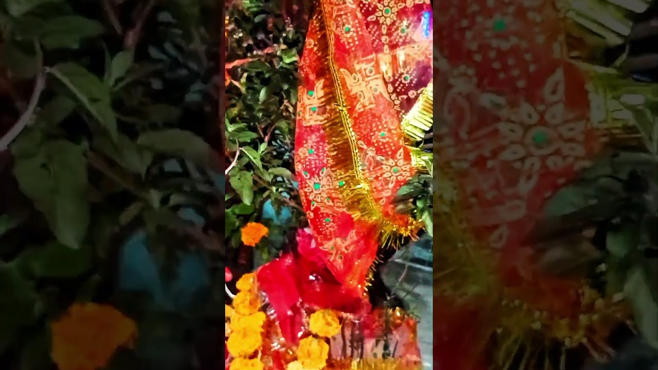 Tulsi Poojan तुलसी पूजन 🙏🏻🪔