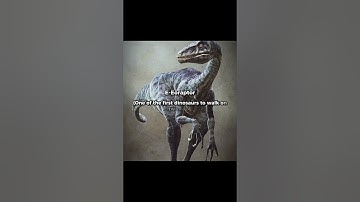 The first letter of your name = the creature you