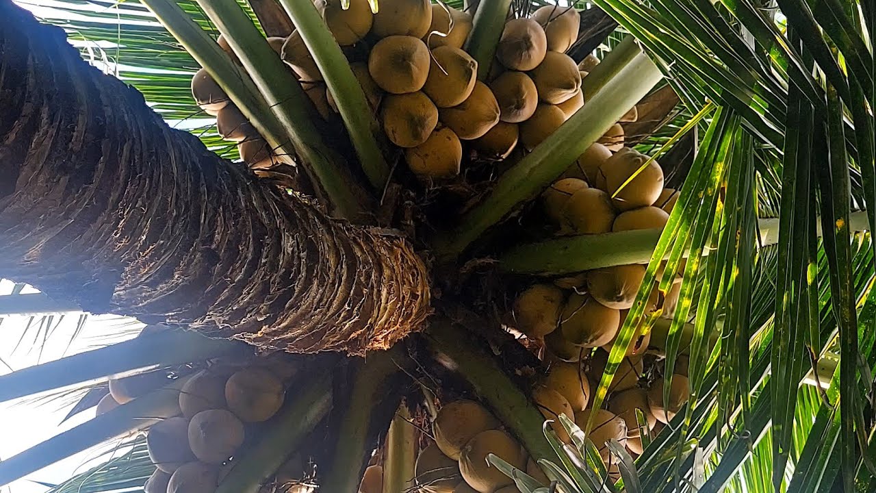 DỌN ĐƯỜNG NƯỚC TƯỚI CÔNG CỘNG CHO VƯỜN DỪA MÃLAI BẦU.