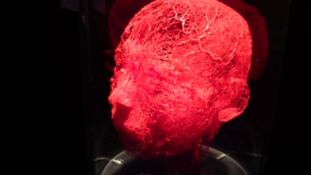 Body Worlds, Capillary System of the Head and Arm - YouTube