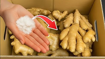 How to Store Fresh GINGER for 1 Year – No MOLD, No Rot, No Sprouting, No Spoiling!
