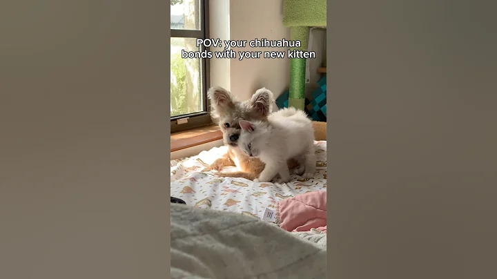 Video 11271361: kitten cute love