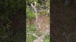 弓削島でクヌギの伐採をさせていただきました。枝が屋根にかかり、電線を飲み込んでいました。また毎年落ち葉が大量に落ちて、屋根や雨樋、周囲の掃除が大変だということで伐採のご依頼をいただきました。