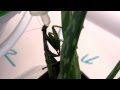 Praying Mantis drinking honey like a baby - the greatest insect ever! Cutest Insect Pet. Bug Pet.