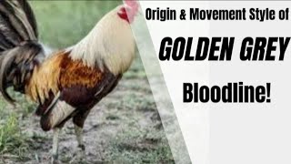 GOLDEN GREY Bloodline Explained:Origin, Traits, and Style #gallos#rooster#chicken #usa #ayam #aseel