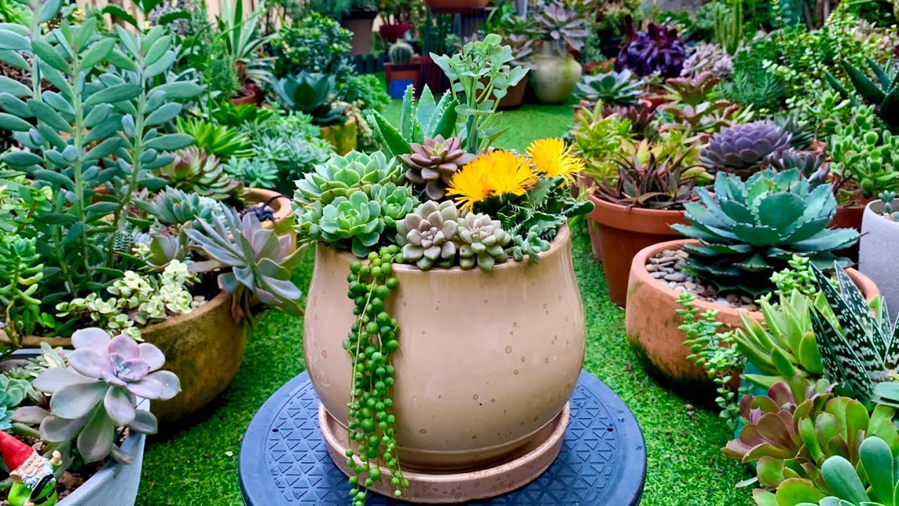 Succulent Arrangement in glazed ceramic pot YouTube
