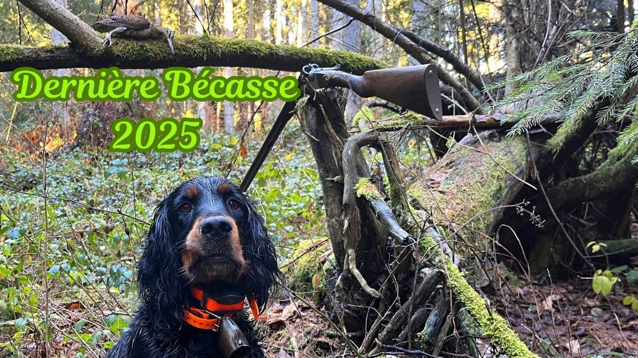 Setter Gordon – Dernière bécasse 2025