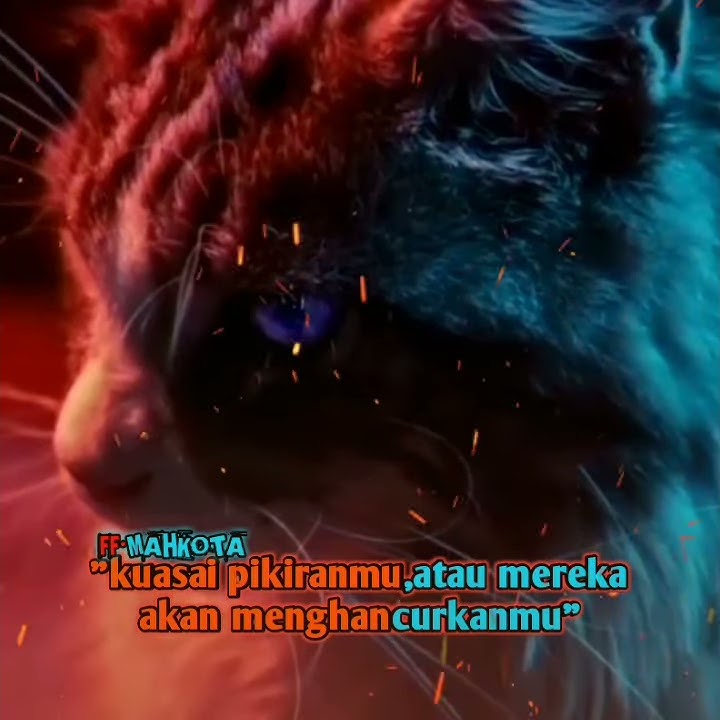 Story wa kucing keren terbaru
