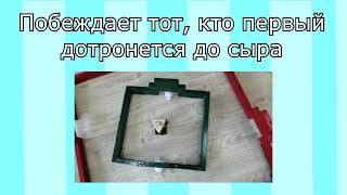 Шоу Программа   Детский Мышиный Лабиринт