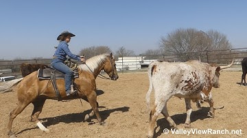 TF Cashsmrbarbiedoll - working cows! - ValleyViewRanch.net